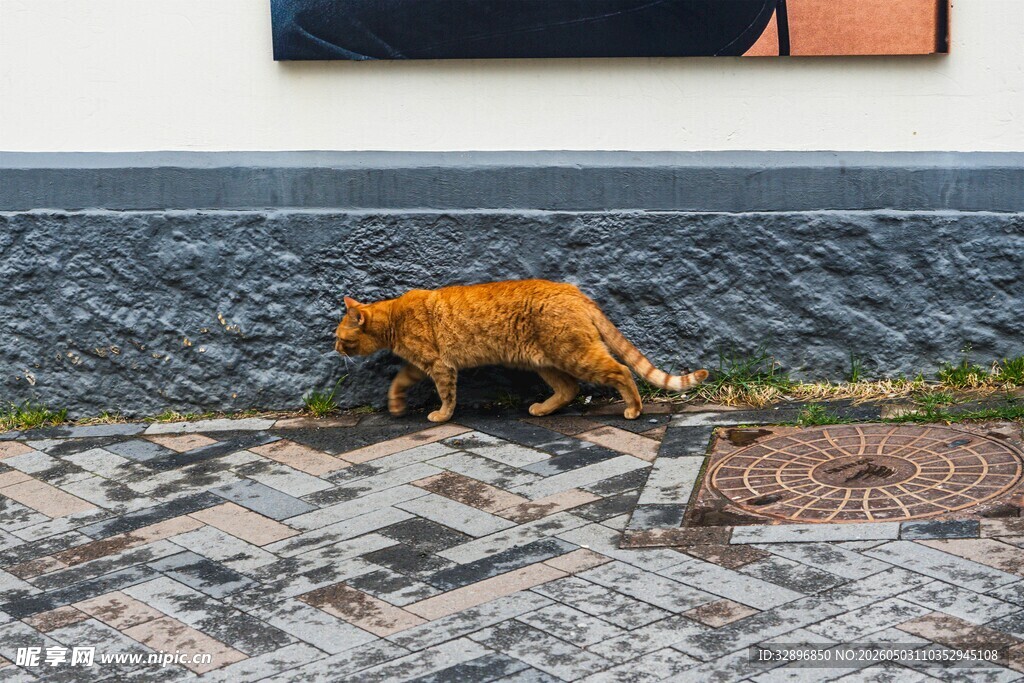 橘猫在石砖路上行走