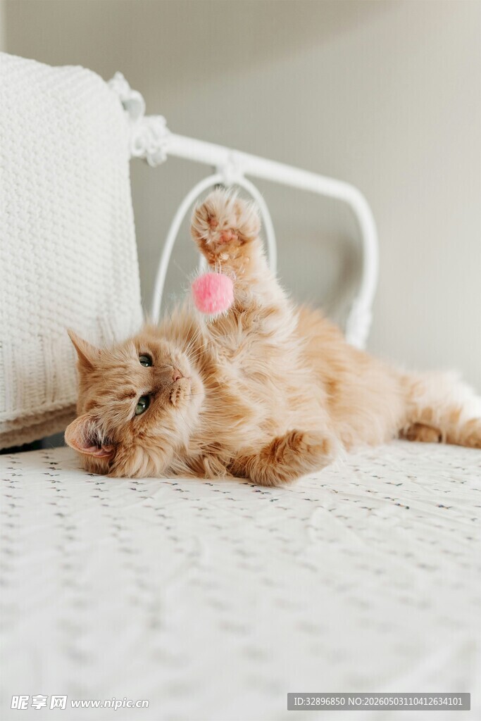 猫咪与玩偶温馨同卧