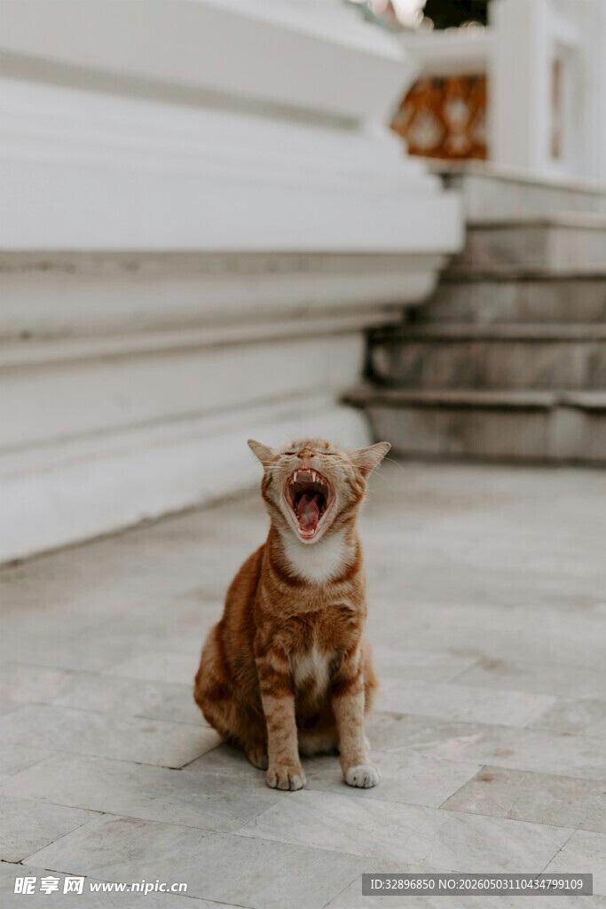 坐着的可爱猫咪