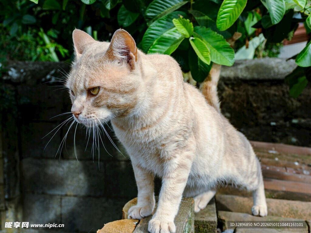 浅色猫咪于绿植旁站立