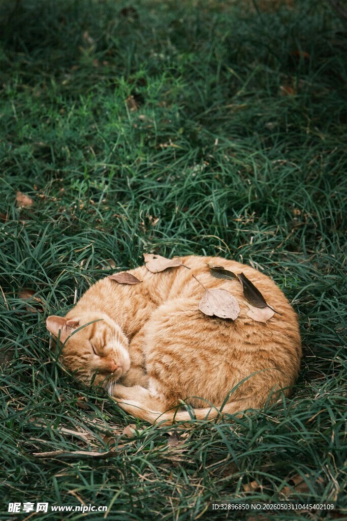 草地上蜷睡的可爱猫咪