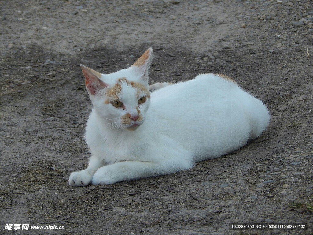 白色猫咪趴卧在地面