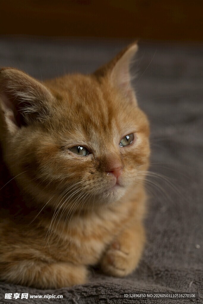橘猫慵懒趴卧