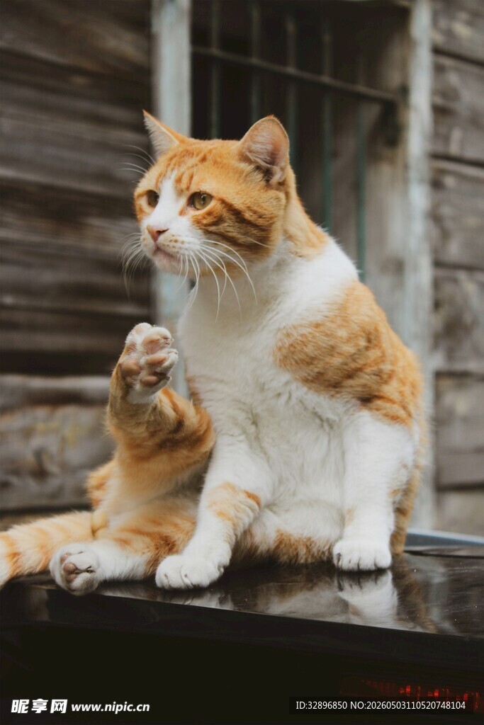 两只猫咪的悠闲时光