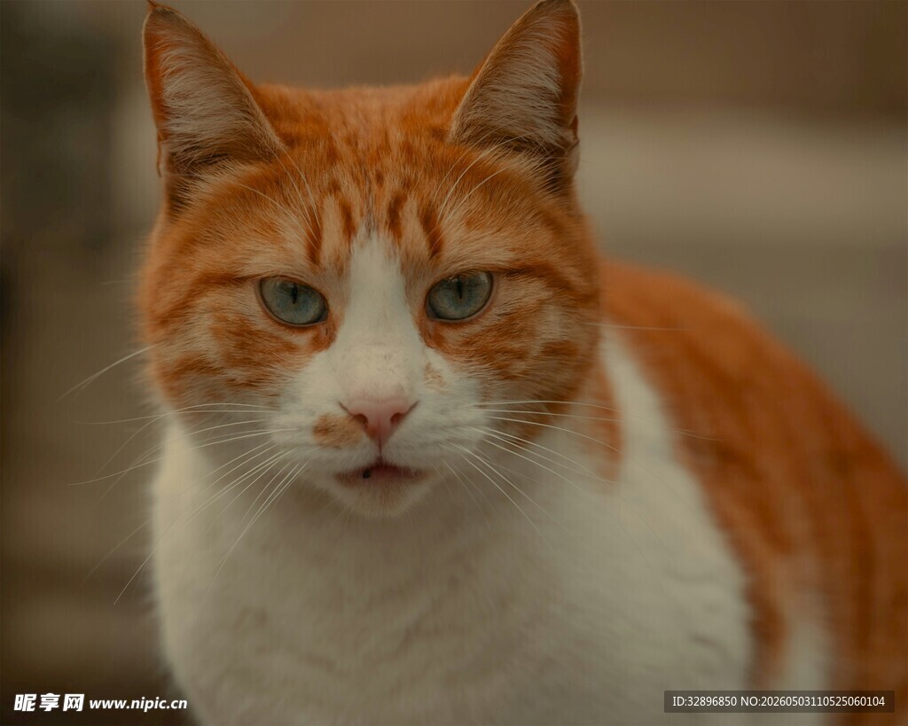 橙白相间猫咪特写