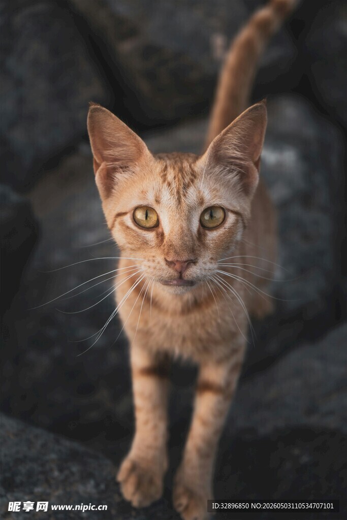 可爱小猫专注凝视瞬间