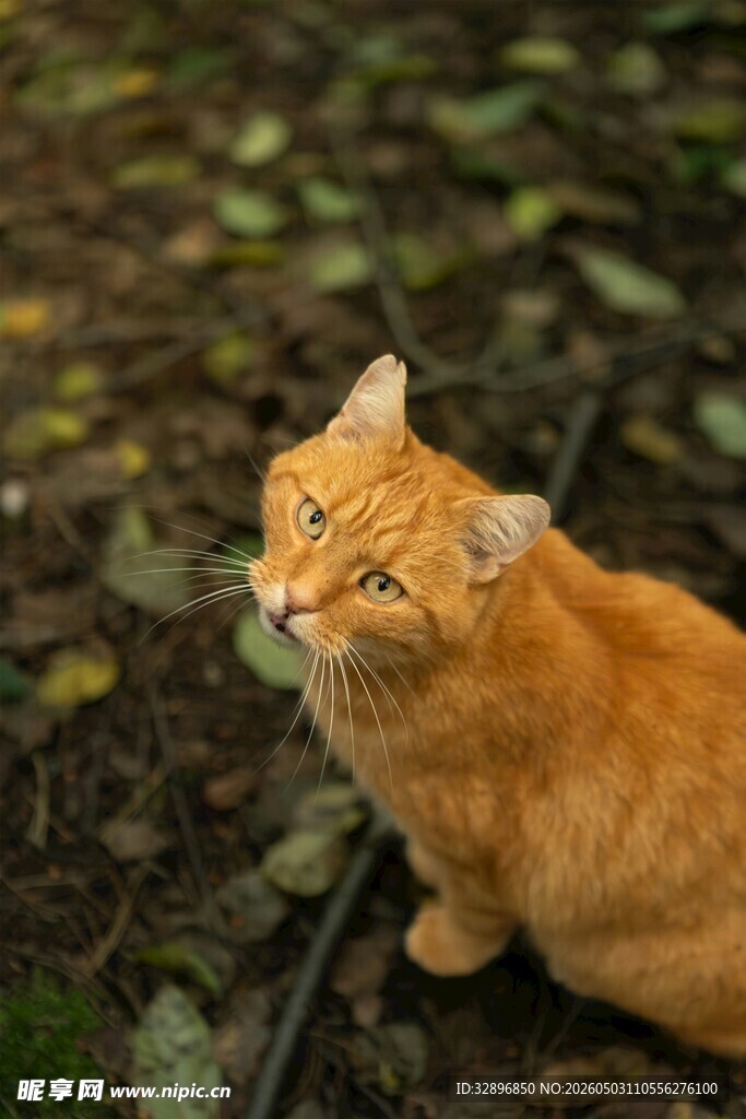 橘猫于落叶中惬意仰头
