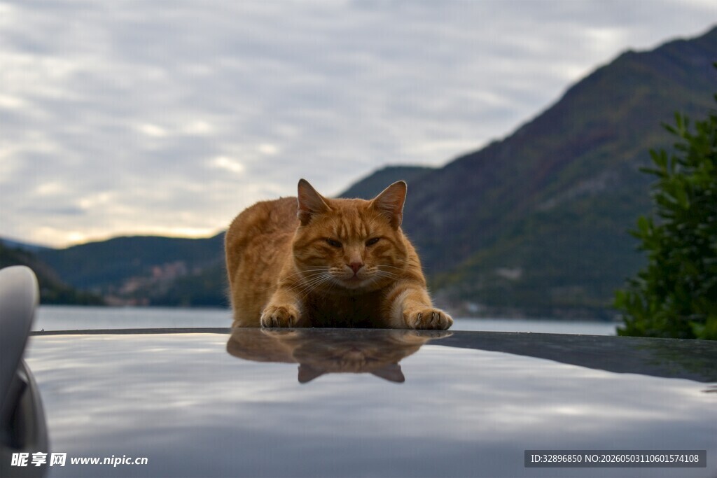 车顶猫咪赏景