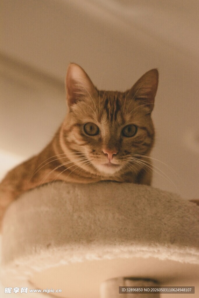 猫咪慵懒趴猫爬架