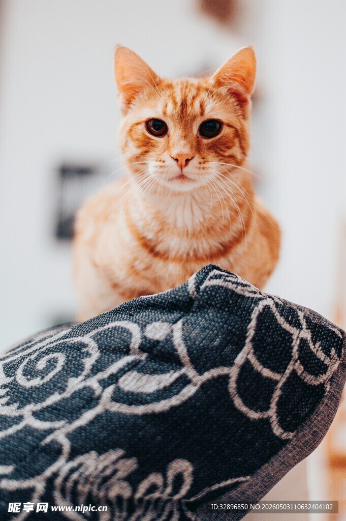 橘猫趴卧花纹抱枕上