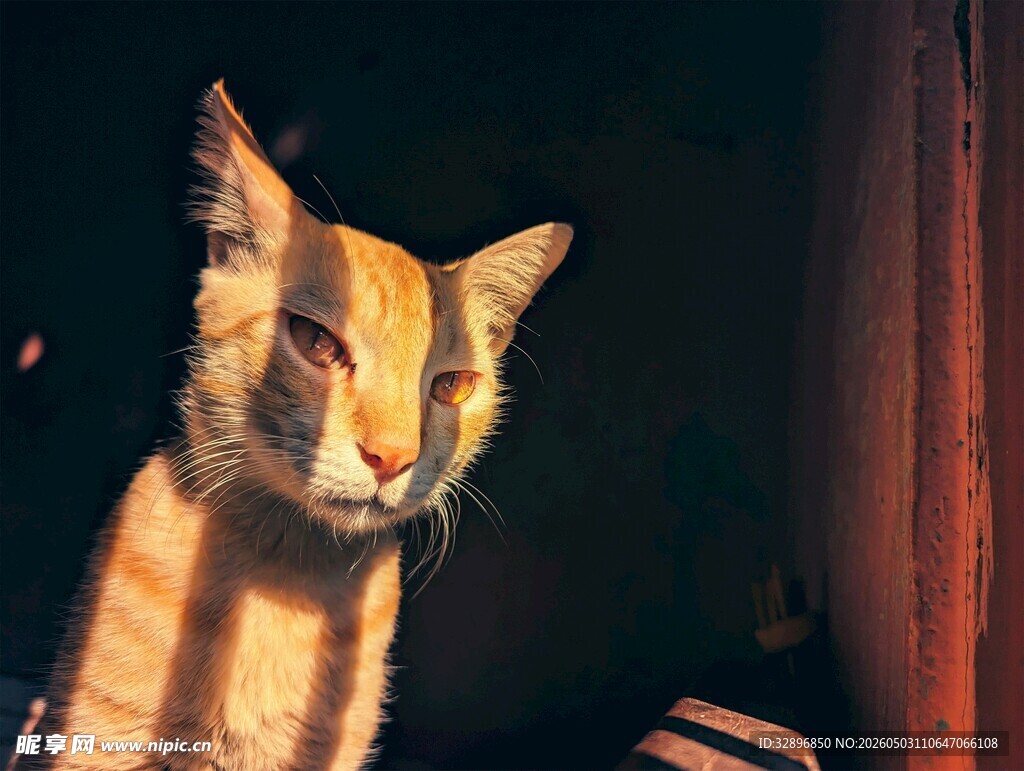 光影下的猫咪