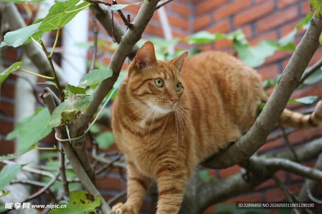 橘猫悠闲栖于树枝间