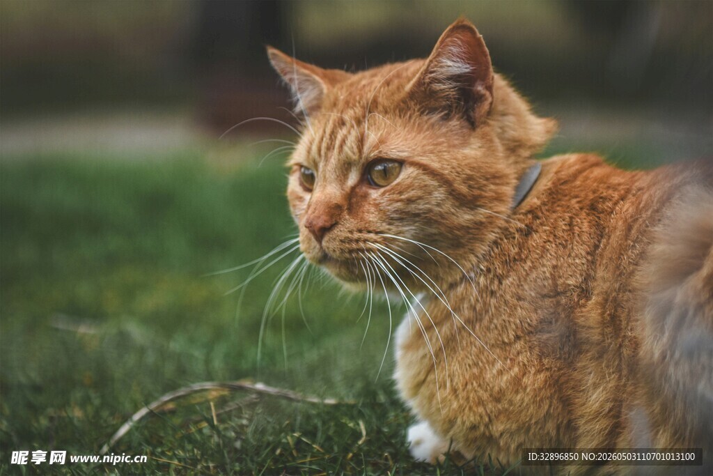 草地上的橘猫