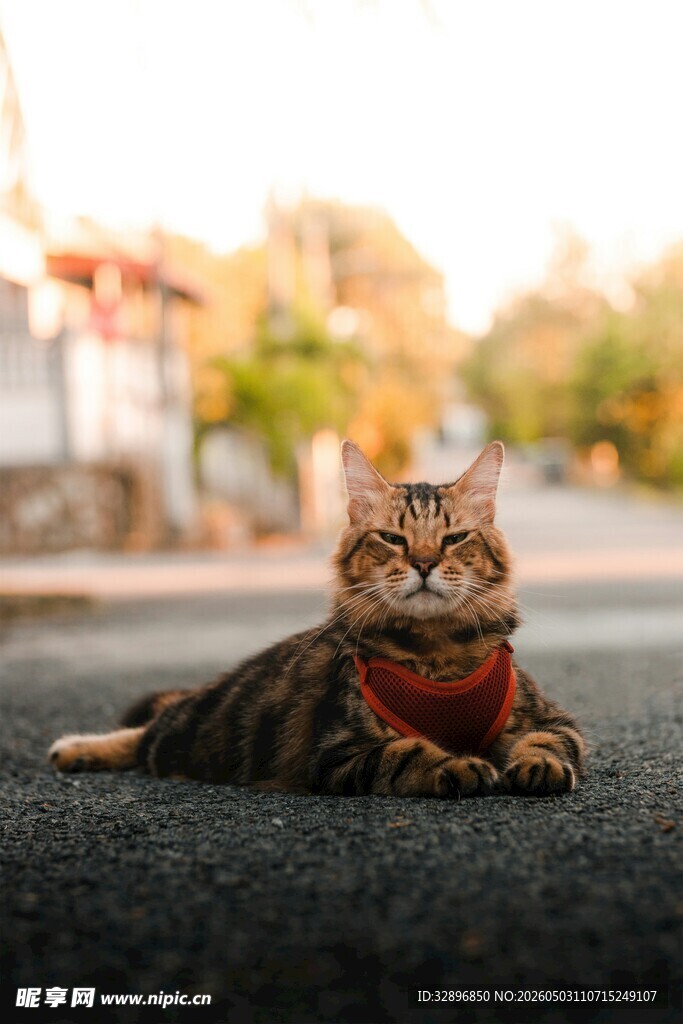 戴围巾的猫咪惬意趴地