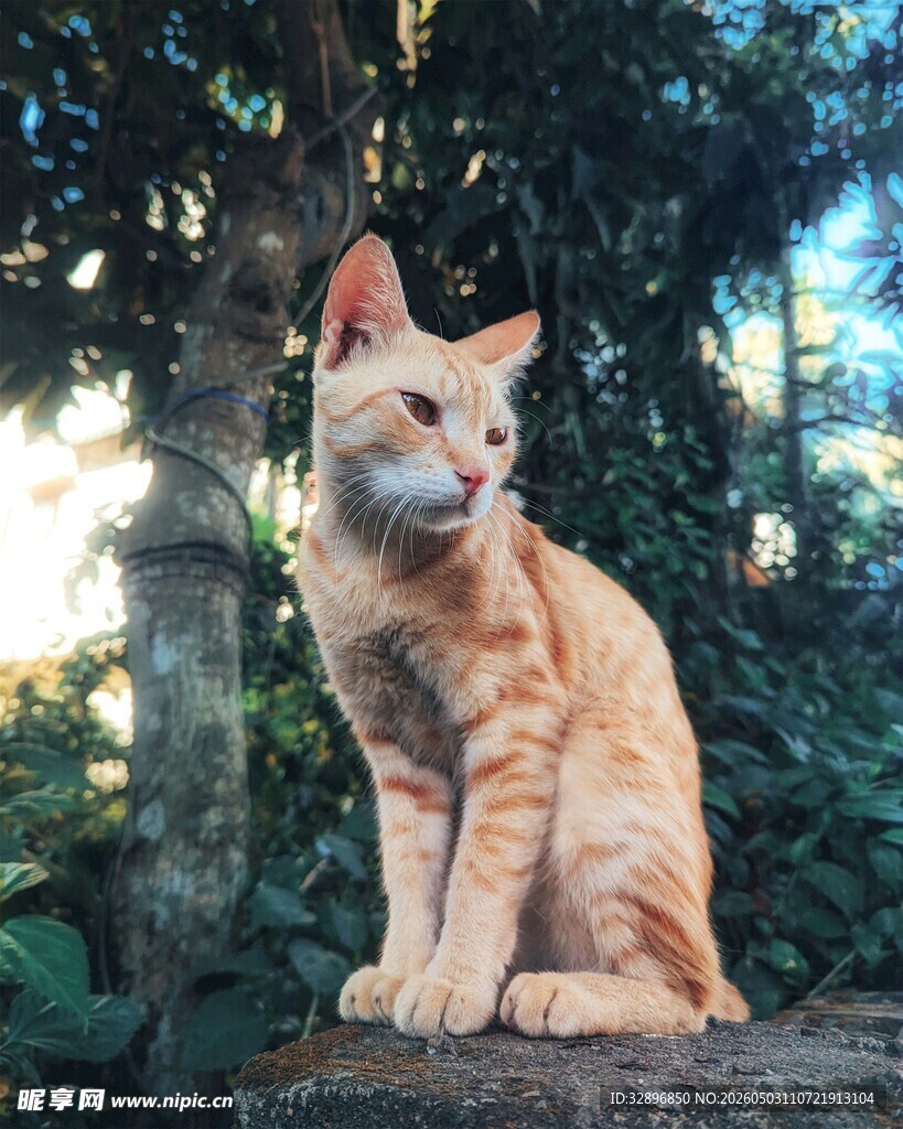 阳光下的橘猫