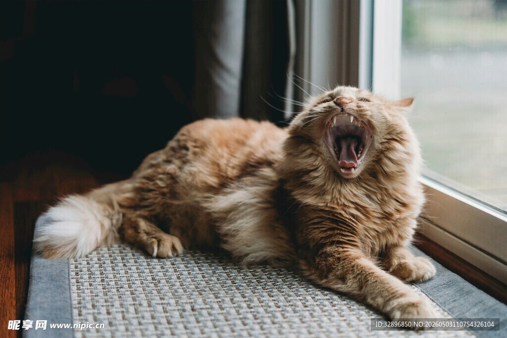 窗边打哈欠的长毛猫咪