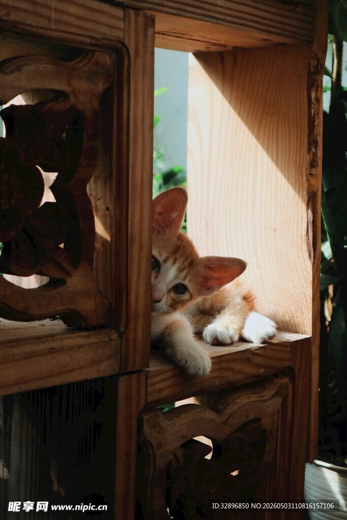 小猫躲在雕花柜子里