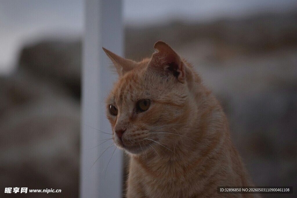 户外橘猫侧头凝视