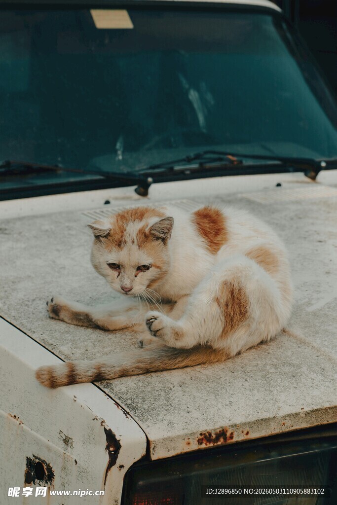 车顶休憩的可爱猫咪