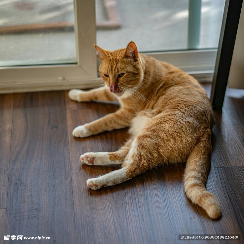 窗边慵懒橘猫
