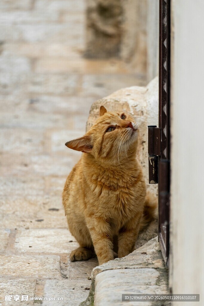 蹲坐猫咪好奇望向上方