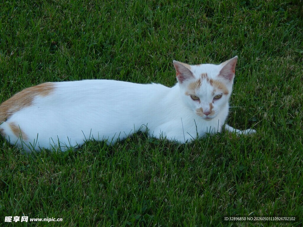 草地上的悠闲猫咪