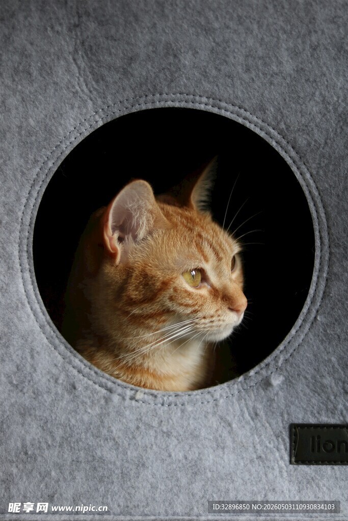 圆洞中的可爱橘猫