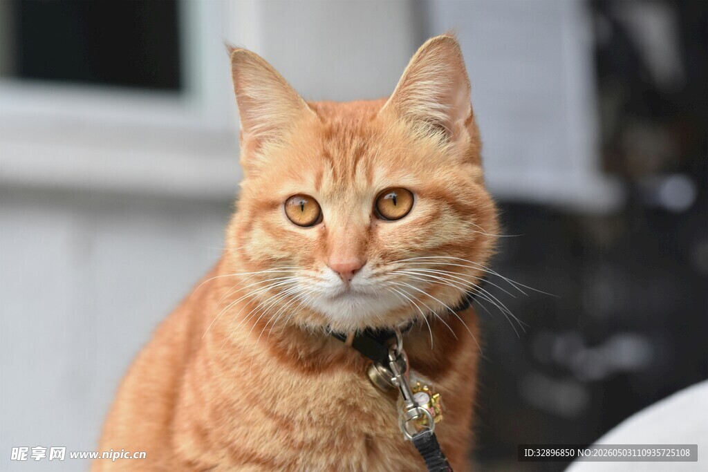 橘猫佩戴配饰神情专注