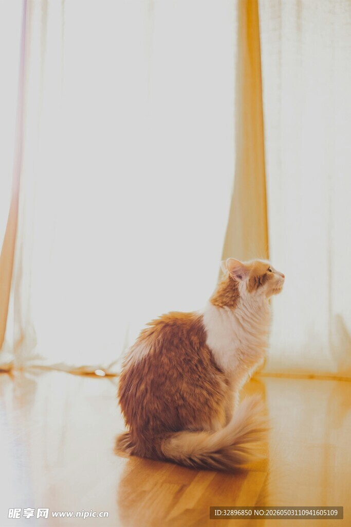 窗边猫咪享悠闲时光