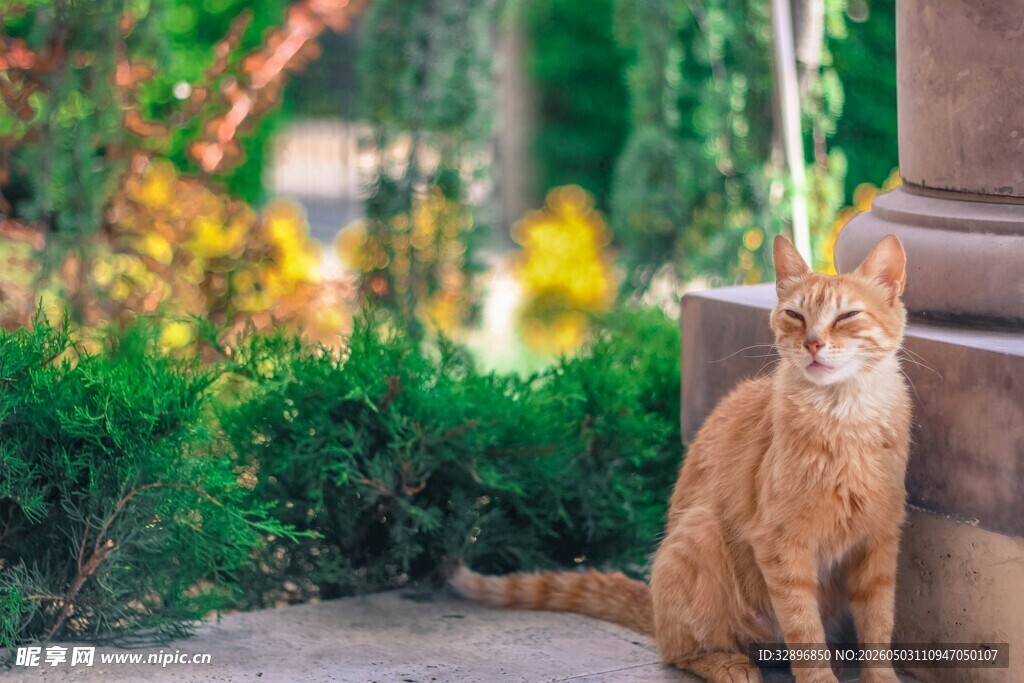 户外橘猫坐于绿植旁