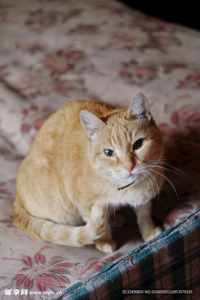 橘猫趴坐花色床面
