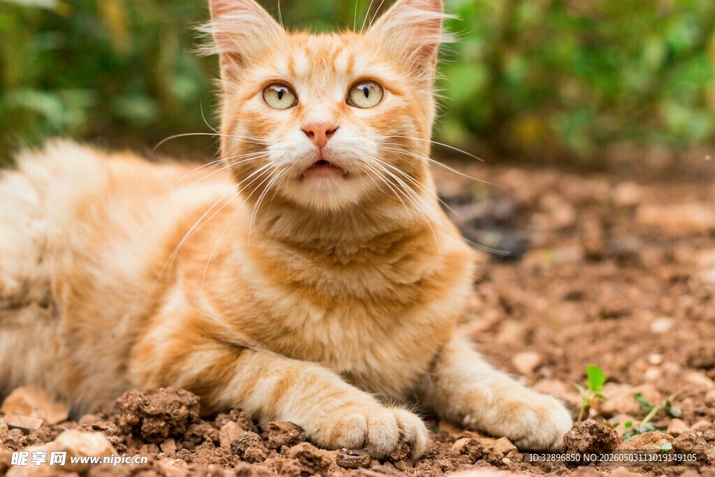 橘色猫咪趴卧在户外