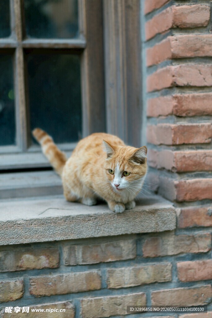 窗台上的橘猫