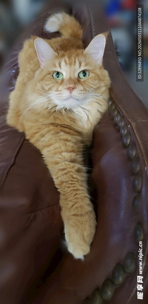 橘猫慵懒趴沙发
