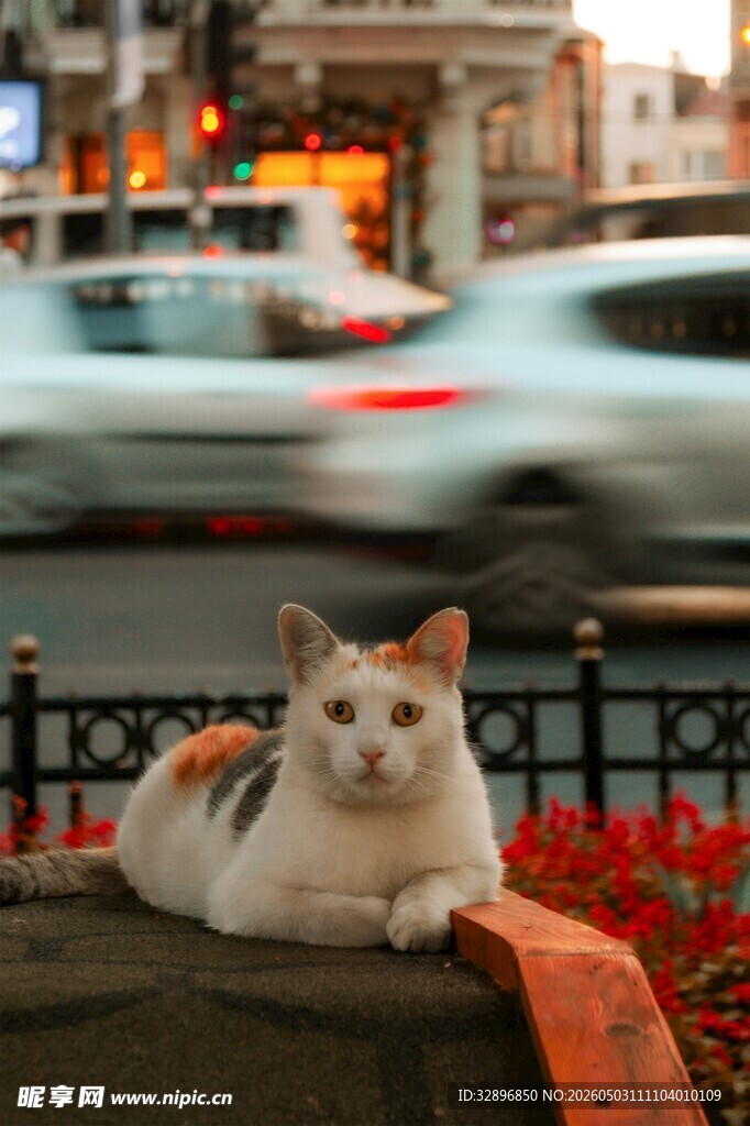 街头休憩的猫咪