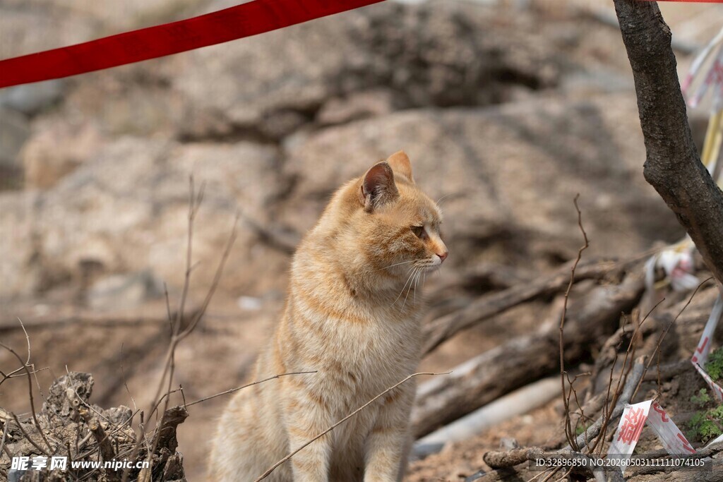 野外蹲坐的橘猫
