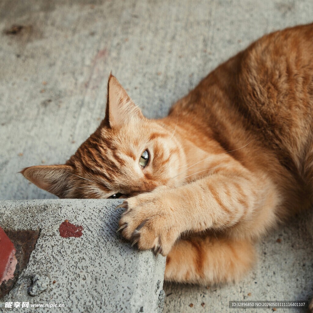 橘猫慵懒趴卧在物体旁