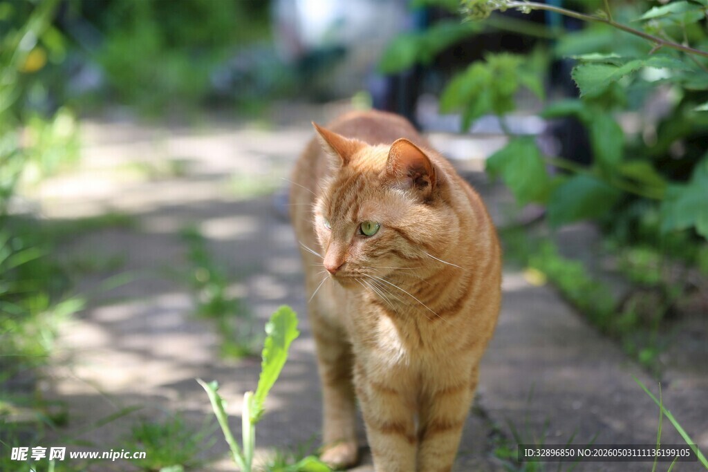 漫步小径的橘猫
