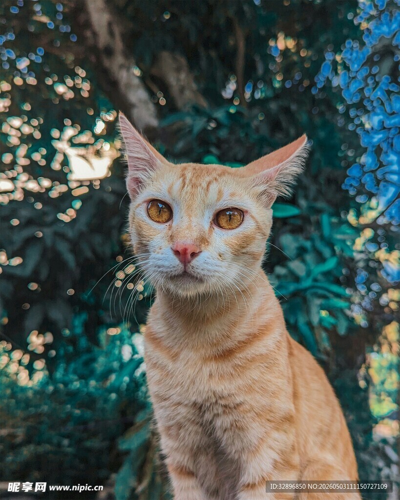橘猫静立在繁茂绿植间