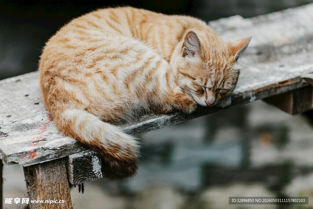 橘猫惬意趴木栏小憩