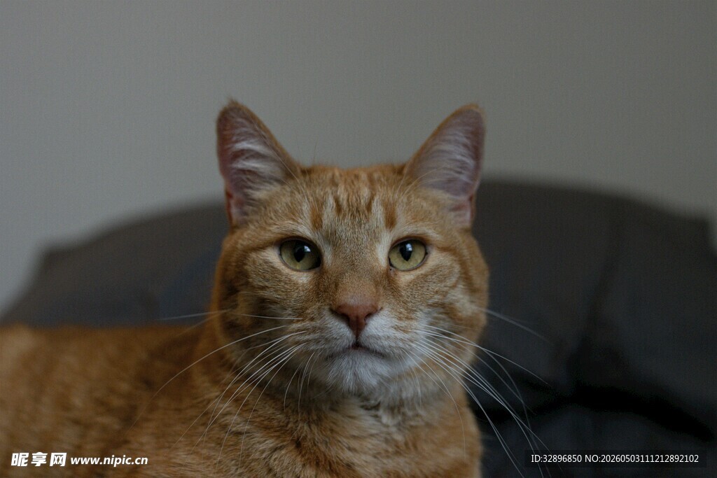 橘猫端坐凝视