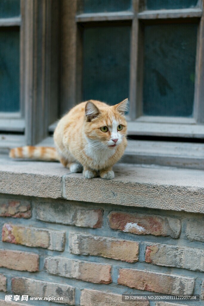 窗边萌猫