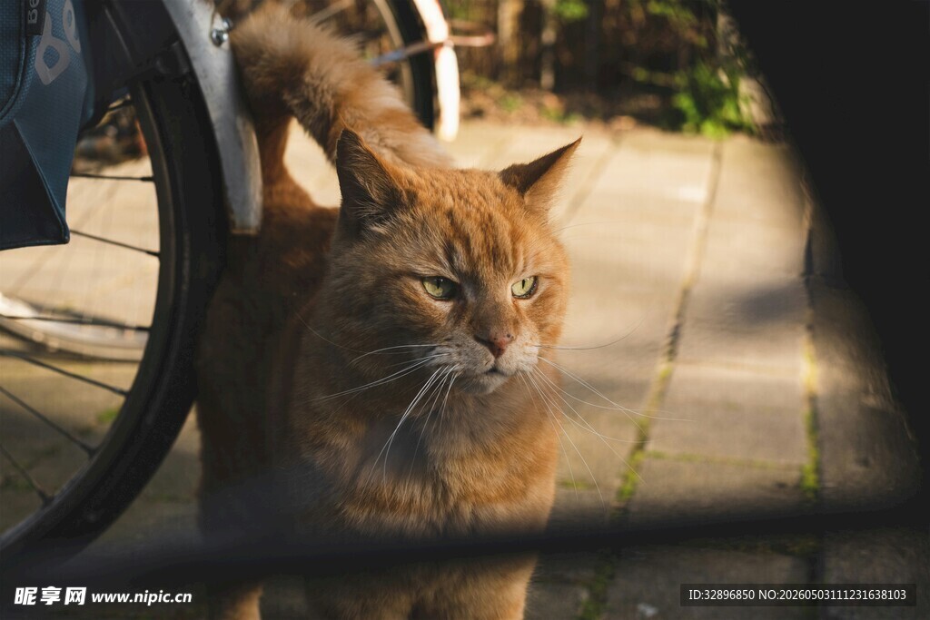 阳光下的橘猫