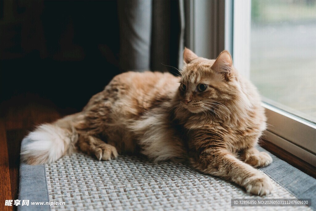 窗边慵懒的长毛橘猫