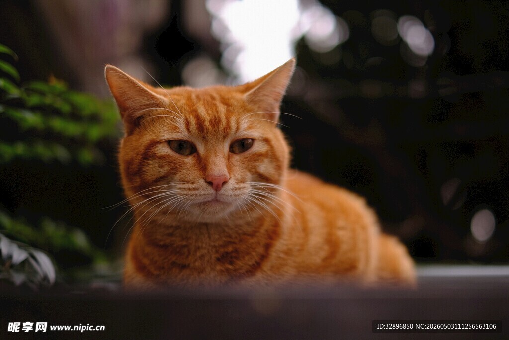橘猫静卧