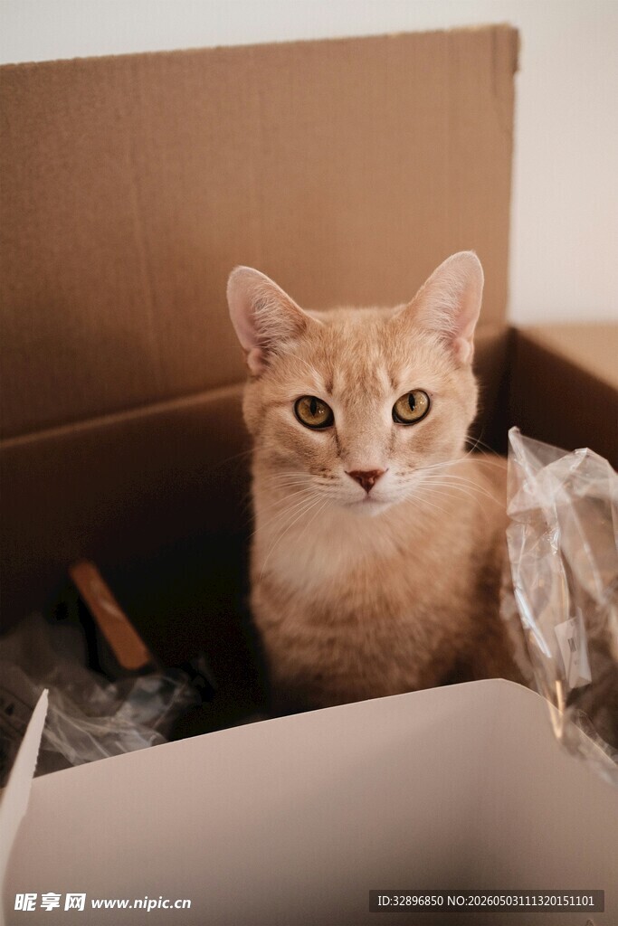纸箱里的可爱猫咪