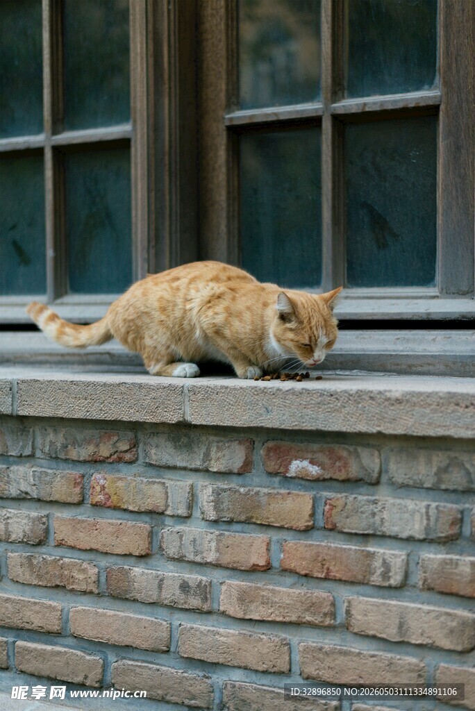 窗台上的橘猫