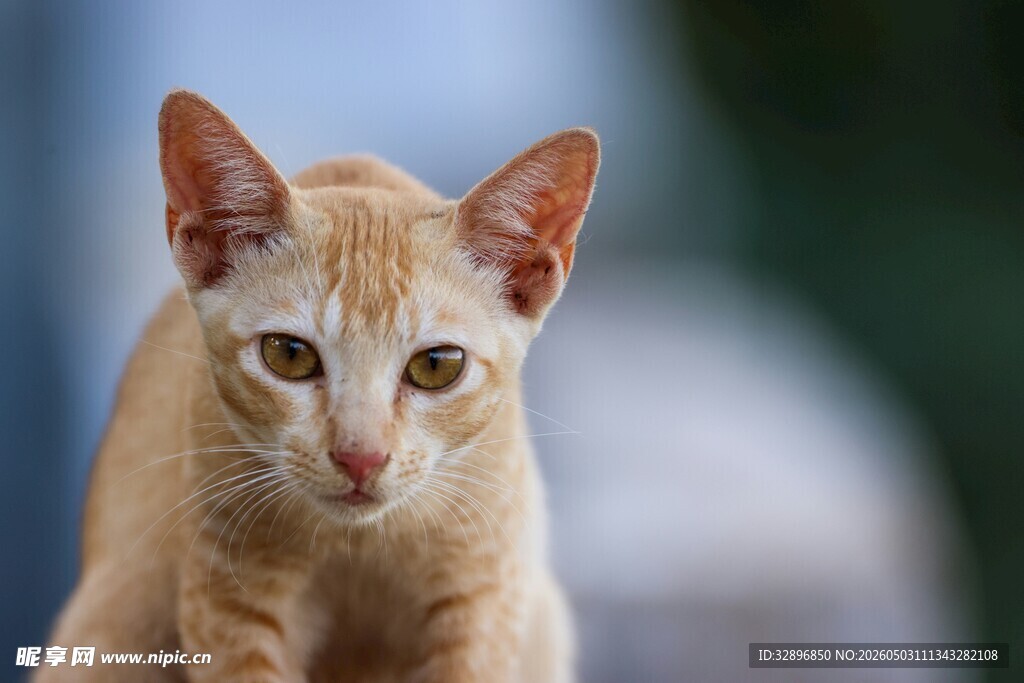 可爱橘猫特写