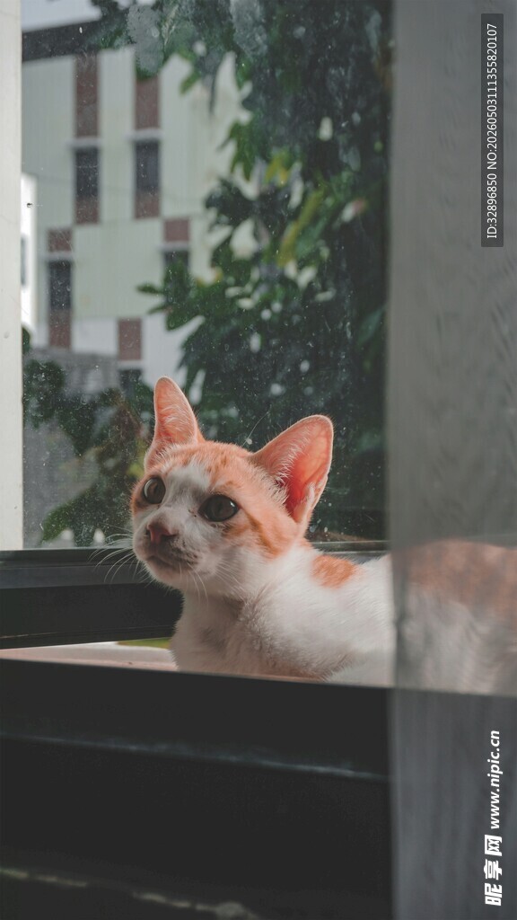 窗边猫咪惬意望景