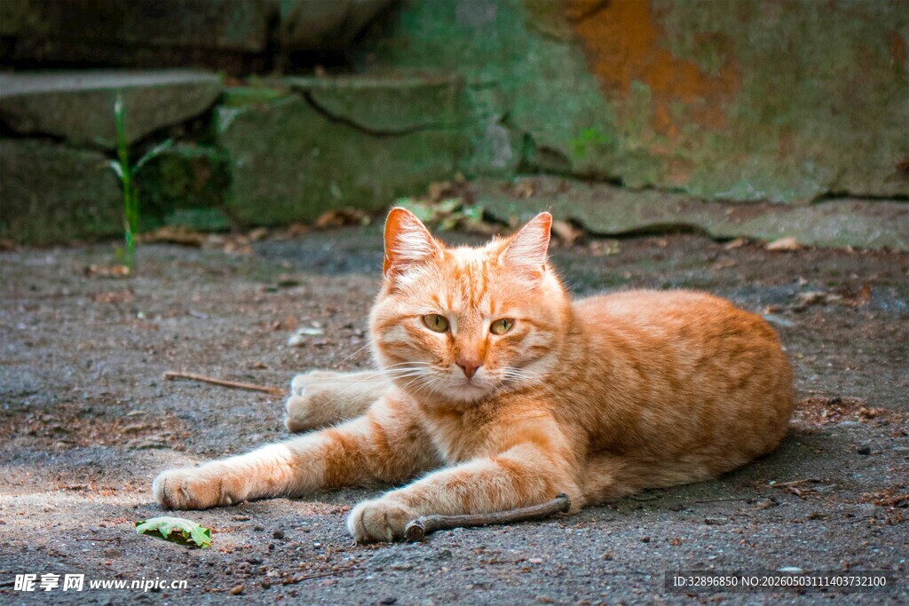 橘猫悠闲躺地晒太阳